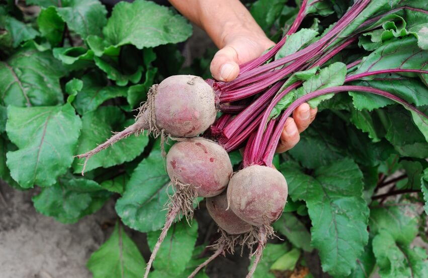 picked bunch of beets