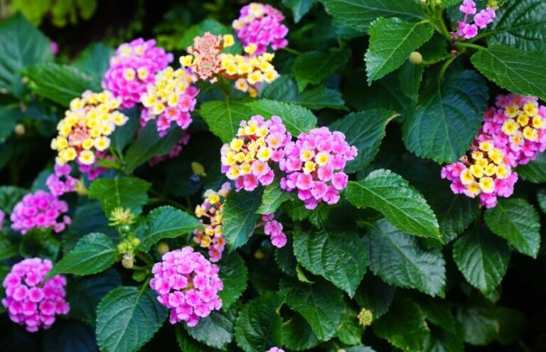 Is Lantana Poisonous To Humans And Animals?