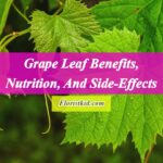 Grape Leaf Benefits, Nutrition, And Side-Effects