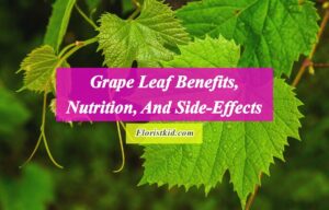 Grape Leaf Benefits, Nutrition, And Side-Effects