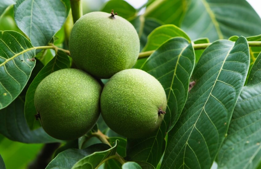 walnut leaf benefits