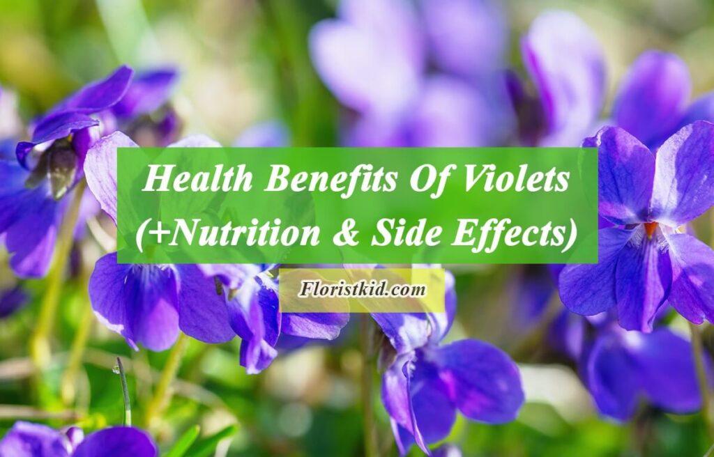 Articles | Florist kid | Family Gardening | Health Benefits Of Plants