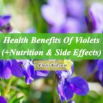 Health Benefits Of Violets (+Nutrition & Side Effects)