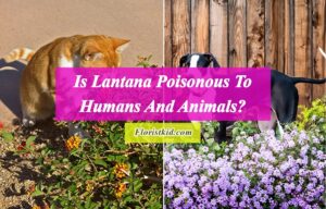Is Lantana Poisonous To Humans And Animals