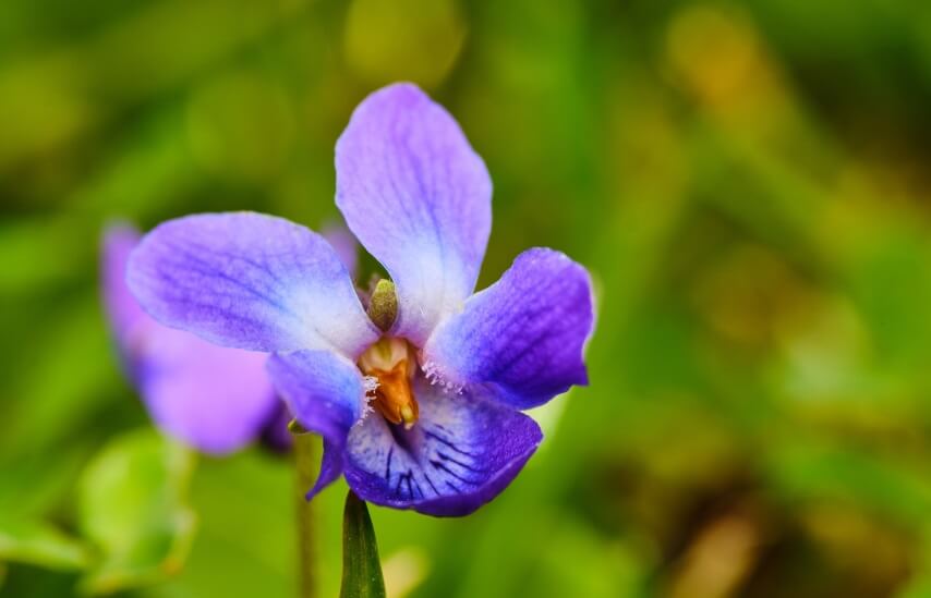 Viola odorata in nature