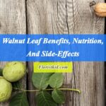 Walnut Leaf Benefits, Nutrition, And Side-Effects