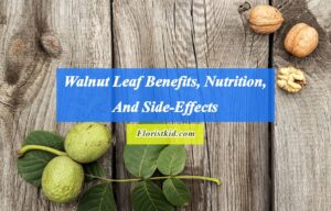 Walnut Leaf Benefits, Nutrition, And Side-Effects