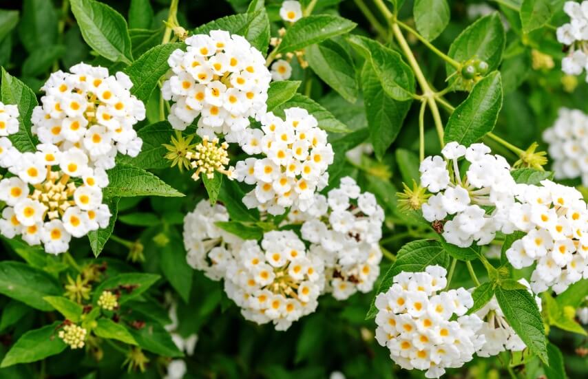 White Lantana camara flower