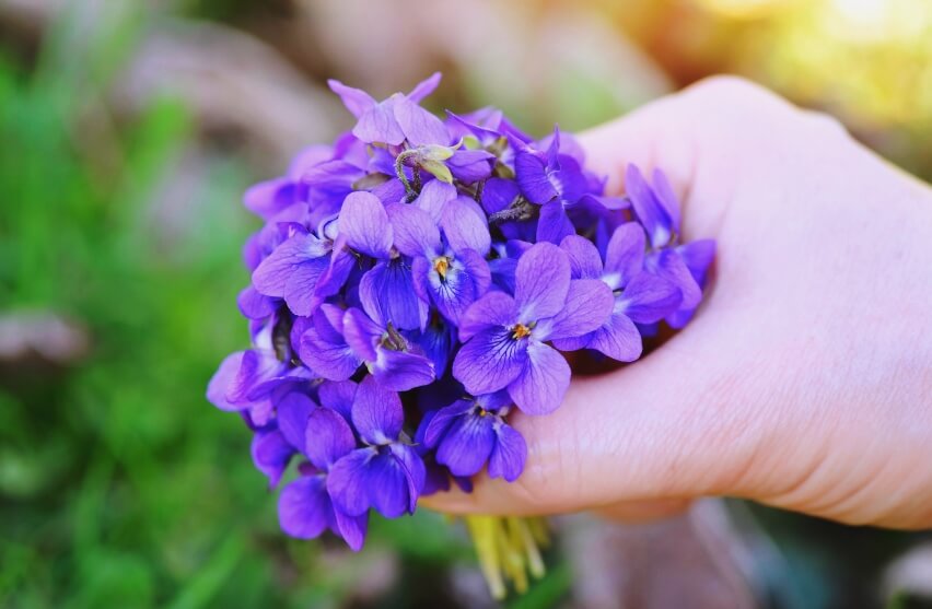 health benefits of violets