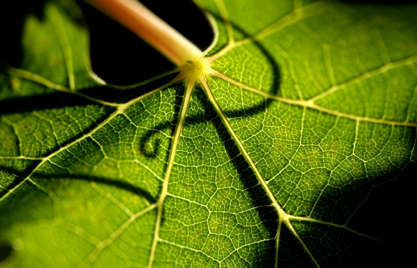 grape leaf side- effects