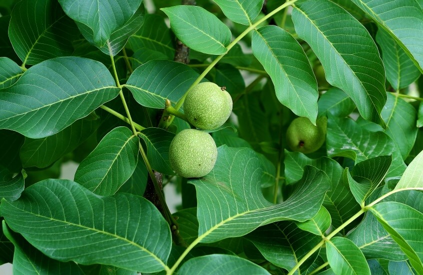 green shelled walnuts 