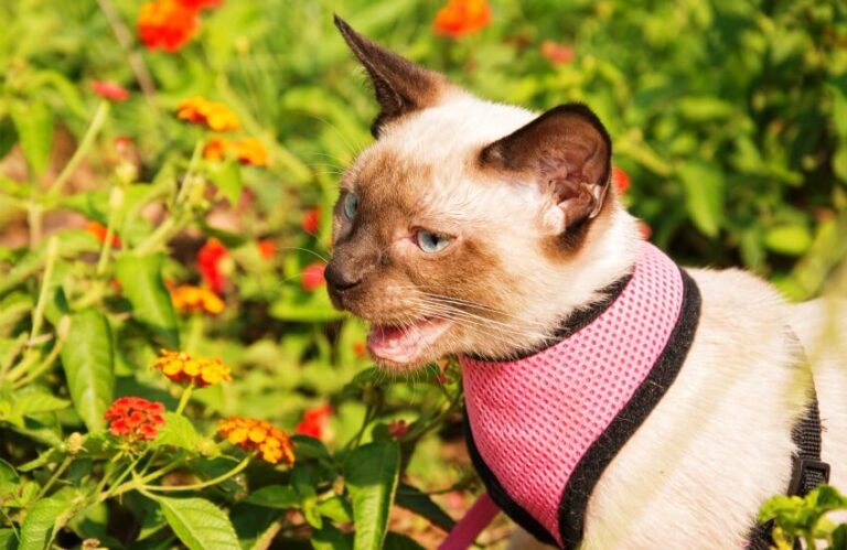 Is Lantana Poisonous To Humans And Animals?