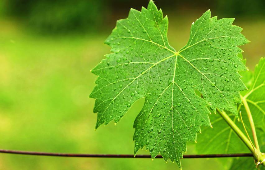 grape leaf benefits for male and females