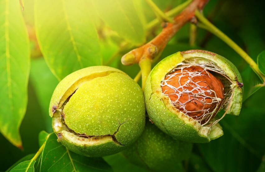 walnut leaf side effects