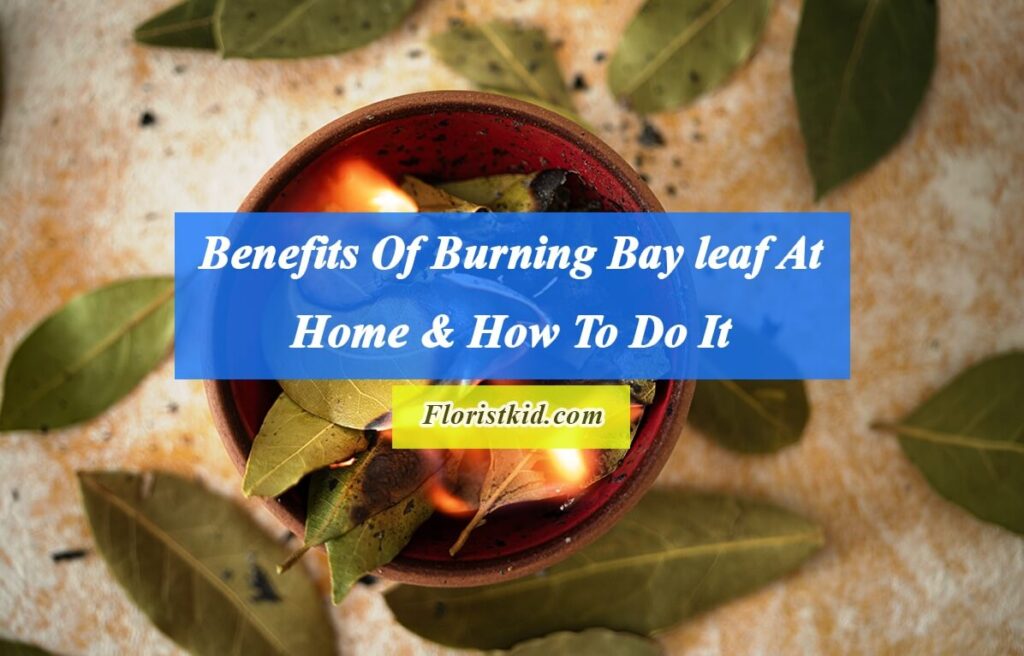 Benefits Of Burning Bay leaf At Home & How To Do It