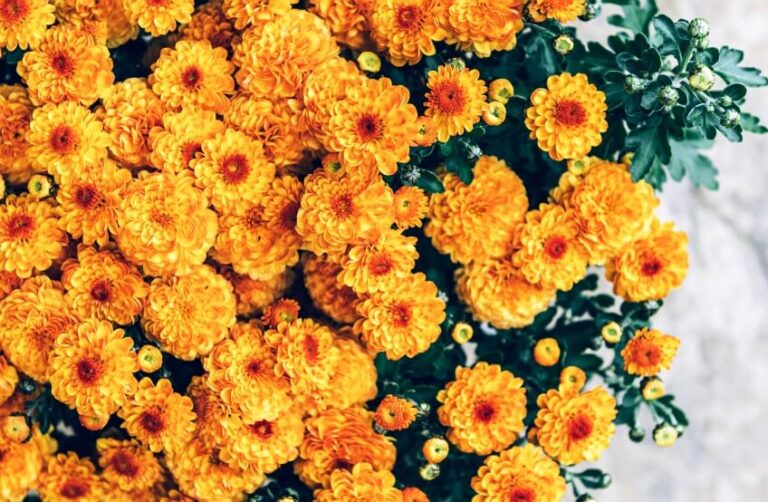 Uses And Benefits Of Chrysanthemum & Chrysanthemum Tea