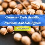 Coriander Seeds Benefits, Nutrition, And Side-Effects