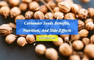 Coriander Seeds Benefits, Nutrition, And Side-Effects