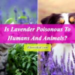 Is Lavender Poisonous To Humans And Animals