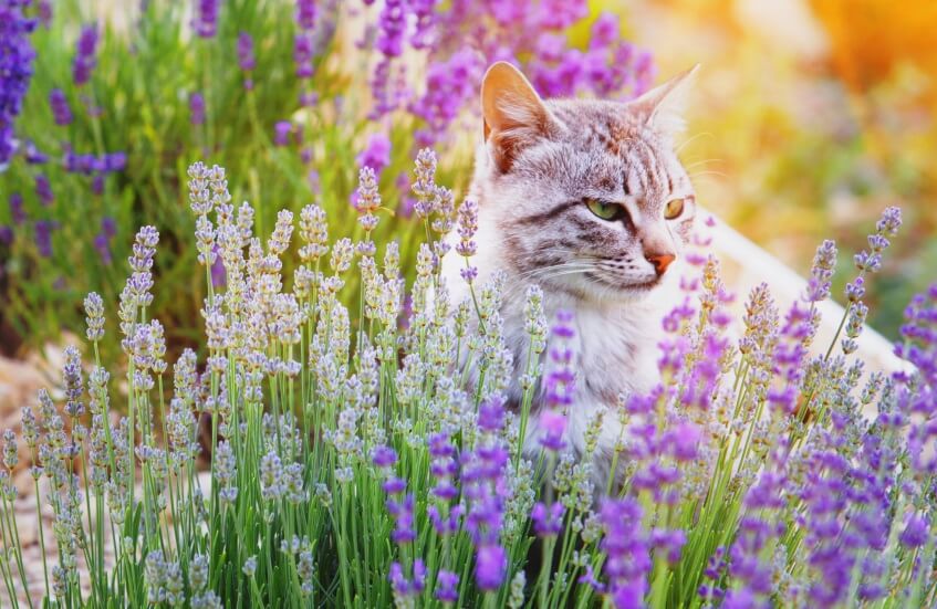 a cat in lavender plants