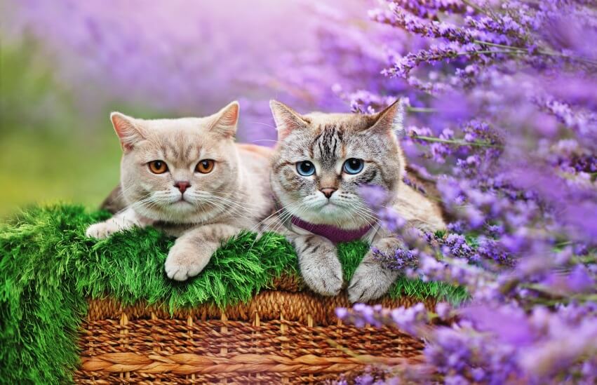lavender is poisonous to cats.