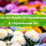 Uses And Benefits Of Chrysanthemum & Chrysanthemum Tea