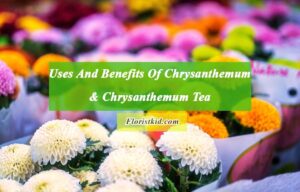 Uses And Benefits Of Chrysanthemum & Chrysanthemum Tea