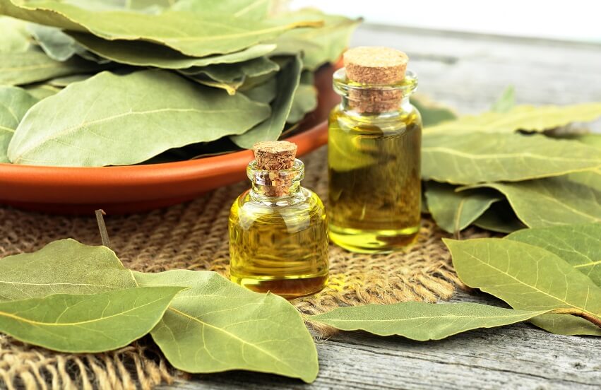 bay leaf and essential oil