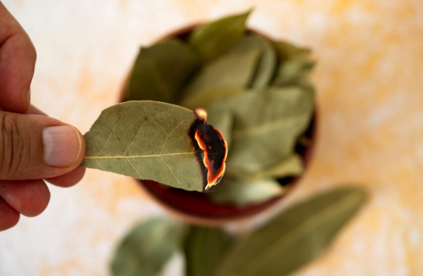 benefits of burning bay leaf at home