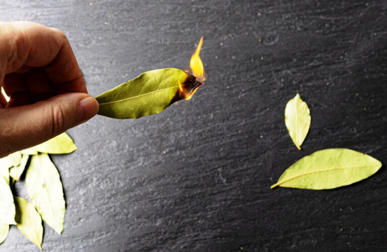Benefits Of Burning Bay Leaf at Home & How To Do It