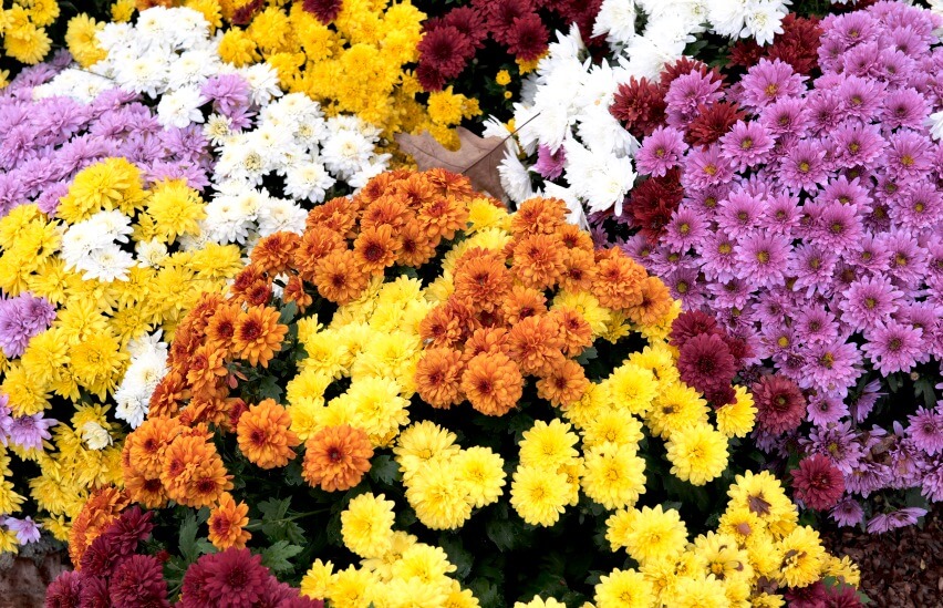 colorful chrysanthemum flowers