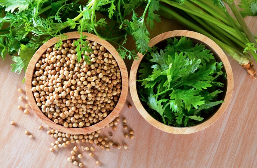 coriander seeds and leaves