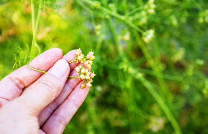 coriander seeds in hand