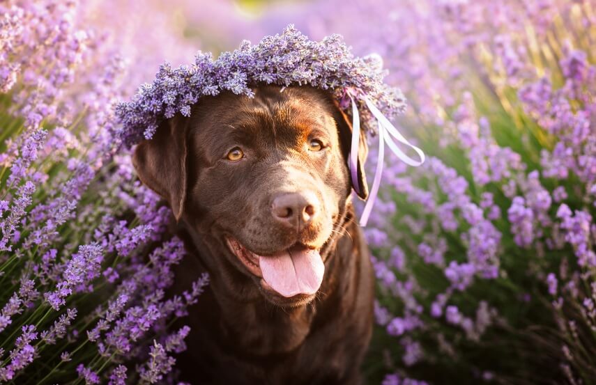 lavender is poisonous to dogs