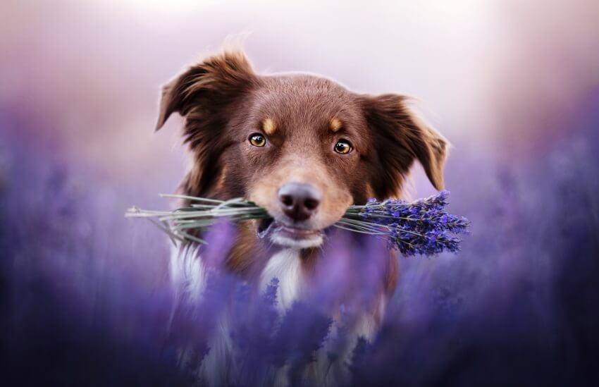 a dog holding lavender