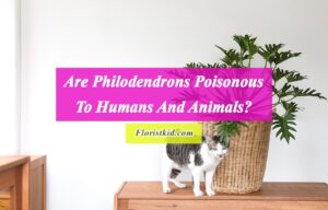 Are Philodendrons Poisonous To Humans And Animals