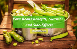 Fava Beans Benefits, Nutrition, And Side-Effects