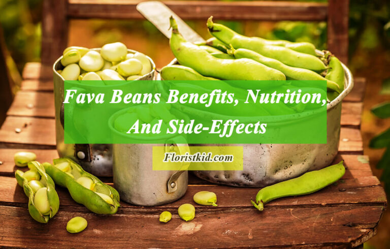 Fava Beans Benefits, Nutrition, And Side-Effects