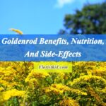 Goldenrod Benefits, Nutrition, And Side-Effects