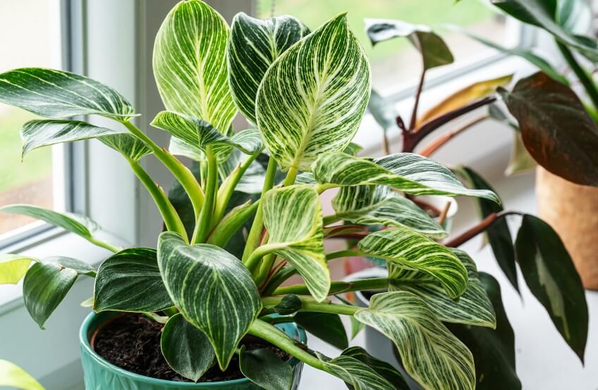 Philodendron plants in house