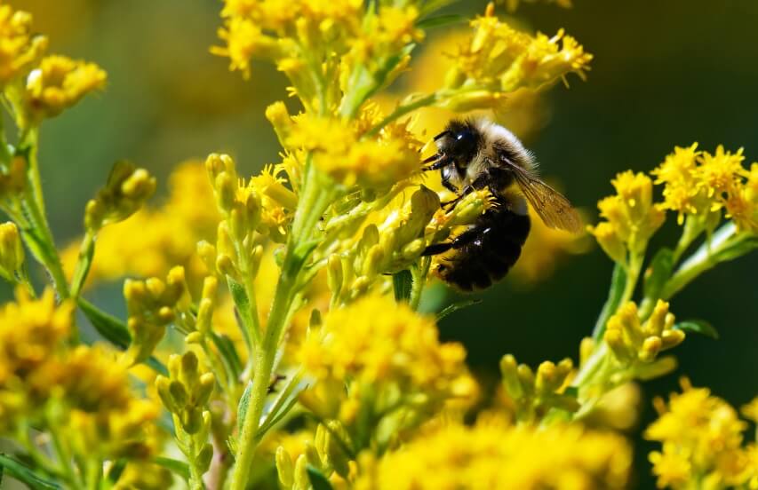 Solidago plant and bee