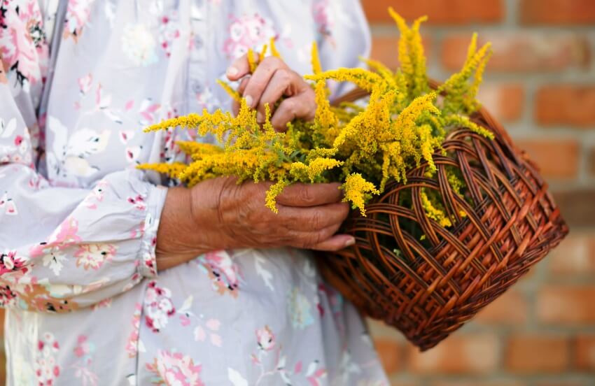 a woman holding goldenrods in basket