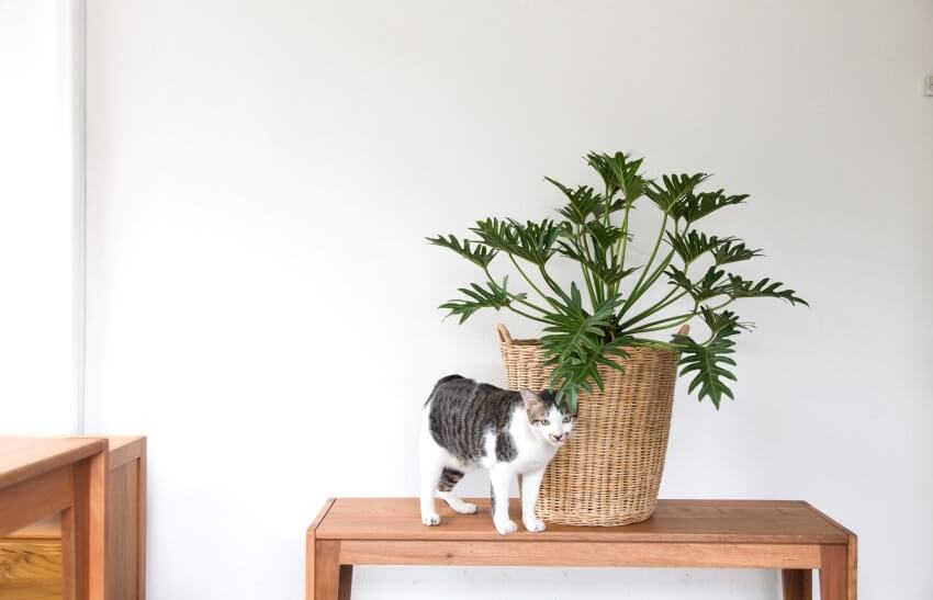 Philodendrons are poisonous to cats