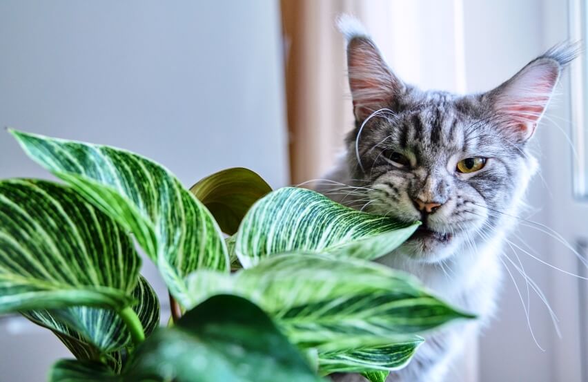 cat-sniffing-and-biting-green leaves of houseplant