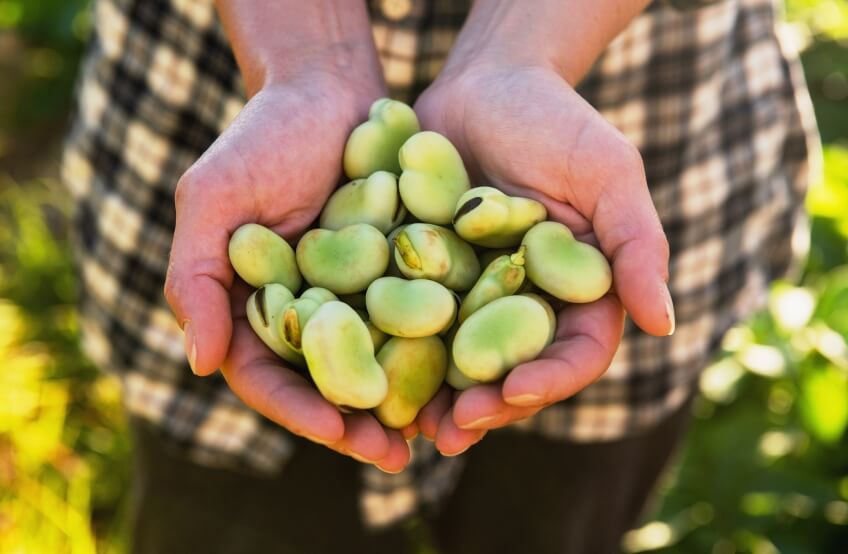 broad beans in hand