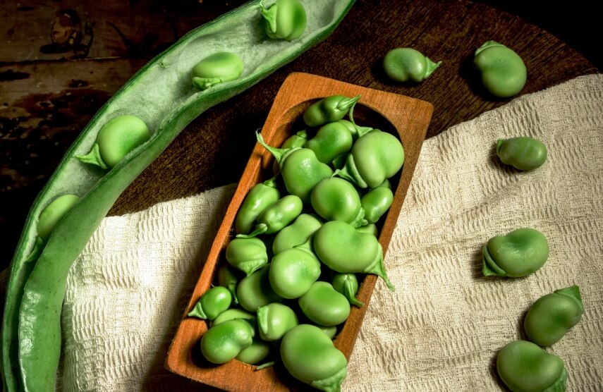 fava beans benefits for female and male