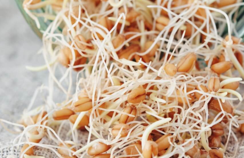 Benefits of wheat sprouts
