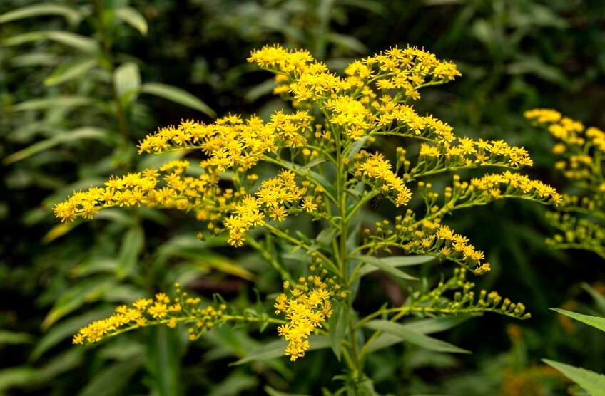 goldenrod flowers in nature