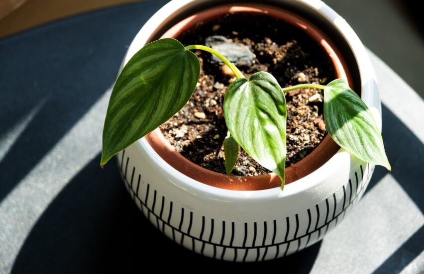 philodendron-plowmanii-in a -small pot