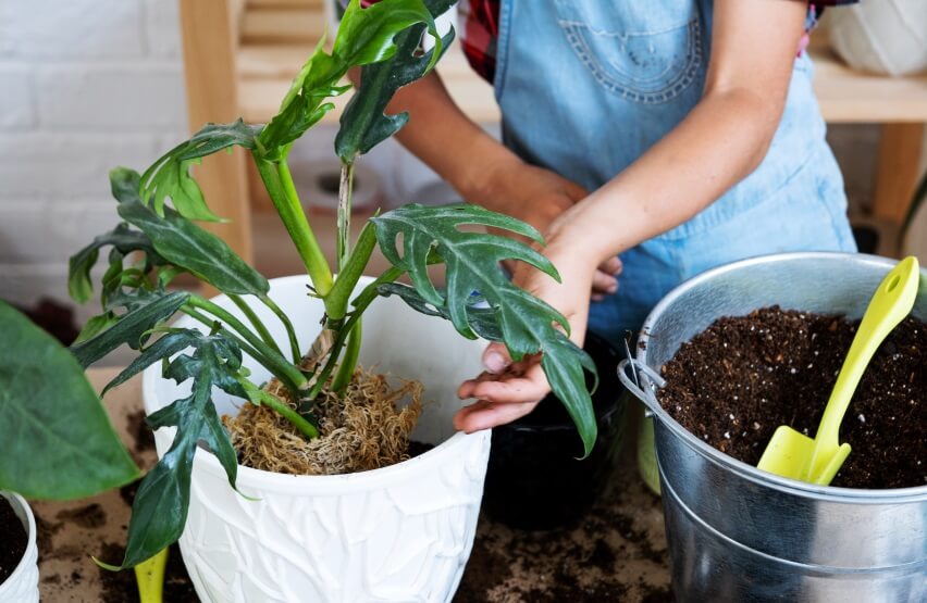 planting Philodendron